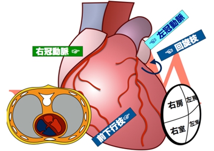 図1　心臓の全体図